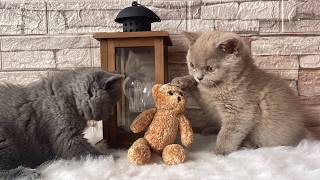 Two British shorthair kittens Battle [upl. by Eiznekam153]