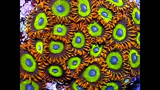 Zoanthids Fruit Loops  Zoanthus colony part 1 [upl. by Sirrad]