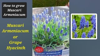 Easy tips How to grow Muscari armeniacum bulbs in container muscari armeniacum mickeymix888 [upl. by Kciregor49]