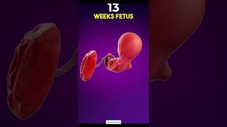 13week pregnancy13 Weeks Pregnant Baby Development pregnancy 13weekpregnancy pregnancysymptoms [upl. by Howey122]