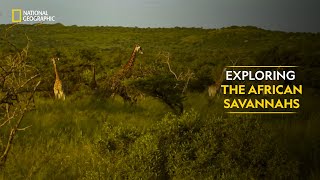 Exploring the African Savannahs  Dead by Dawn  Full Episode  S01E03  National Geographic [upl. by Aronoel]