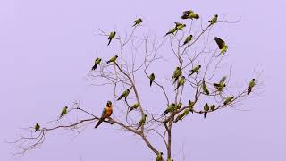 Brazil Photo Tour 2022 – Pantanal Moments and Rewinds – Bare Tree and Jabiru Feeding Time [upl. by Raimund635]