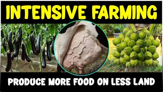 What is Intensive Farming  Unveiling The Secrets of Intensive Agriculture [upl. by Lamhaj]