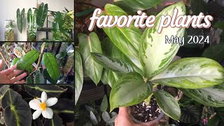 May 2024 Favorites 🌿 10 Plants Im Loving Right Now [upl. by Brier762]