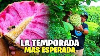 🚨ANONAS🚨 La Fruta mas esperada por Todos los SALVADOREÑOS😎 [upl. by Nwadahs]