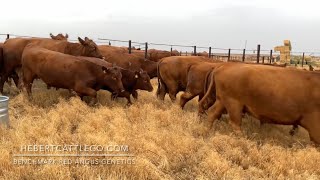 Hebert Cattle Co  Red Angus Cattle Grazing Native Grasses For Winter  Idaho [upl. by Aliak]