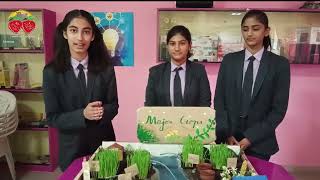 Major Crops of India l Geography strawberryenglishmediumschool [upl. by Kendre]