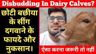 बछड़ो का सींग रोधन करें या ना करें  Calf Disbudding in Dairy Cattle [upl. by Farika]