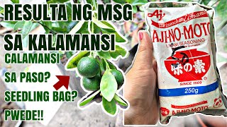 🍀HOW TO GROW amp CARE CALAMANSI USING VETSIN AS FERTILIZER AND SEEDLING BAG POTTING  CALAMANSI TREE [upl. by Nelleoj]