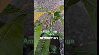 3 Years Old Mango Tree From Seed gardening [upl. by Sacram122]