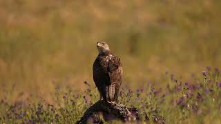 Bonellis eagle in Spain [upl. by Pandora]