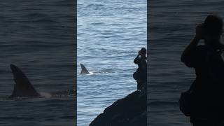 Close encounter with Rissos dolphins in Wales dolphins wales closeencounters [upl. by Ly]