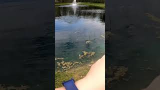 Catching Every Fish in Ohio Yellow Bullhead [upl. by Yenaled111]