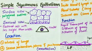 Epithelial  Types of Animal Tissues  Dont Memorise [upl. by Donaugh140]