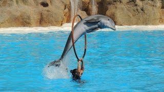 Les Dauphins  Loro Parque 2014 [upl. by Ahsyen]