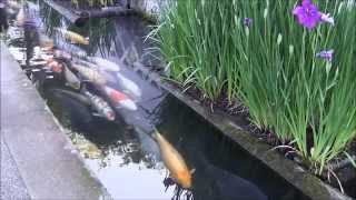 鯉の泳ぐ城下町 津和野町 Nisiki Koi swim in the canal in japan [upl. by Eeroc664]