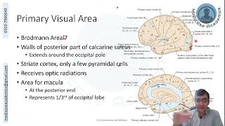 Occipital Lobe Functional Areas [upl. by Eceirehs]