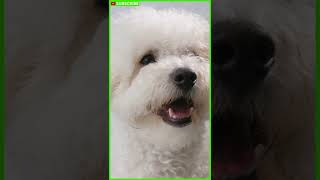 BICHON FRISE 101  Bichon Compilation  Bichon Frise Adult  Bichon Frise Playing shorts [upl. by Ishii]