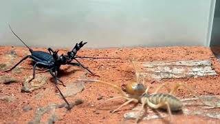 Deadly Desert Duel Camel Spider VS Vinegaroon [upl. by Joy]