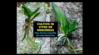 ORQUÍDEAS  Una forma sencilla de reproducirlas [upl. by Esilec]