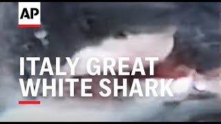 ITALY GREAT WHITE SHARK SIGHTED OFF COAST OF RIMINI [upl. by Schlenger]