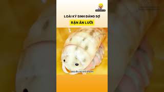 Loài ký sinh đáng sợ  Rận ăn lưỡi [upl. by Zoie]