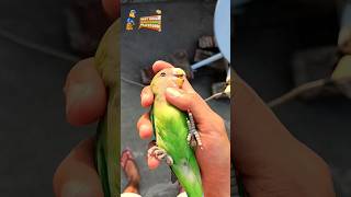 Baby Parrot food diet🦜baby parrot ko kya kya khilana chahie minivlog birds parrot babyparrotfood [upl. by Chaddy]