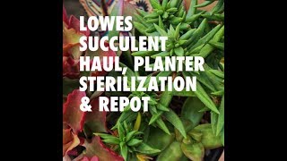 LOWES SUCCULENT AND PLANTER HAUL  HOW TO STERILIZE PLANTERS [upl. by Selwyn]