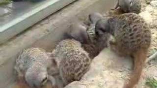 meerkats grooming [upl. by Budding]