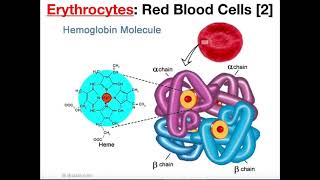 Structure and Function of Erythrocytes RBCs [upl. by Cirde]