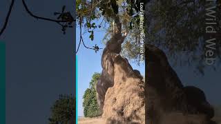 Elephant Stands on Back Legs to Eat Branch Above Tourists [upl. by Marji901]