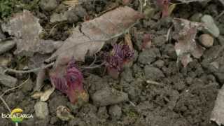 Dicentra spectabilis propagazione [upl. by Kimberlyn]