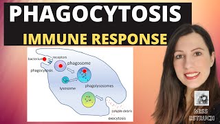 PHAGOCYTOSISAlevel Biology Phagocytes and macrophages engulf pathogens amp lysozyme destroys them [upl. by Bristow]