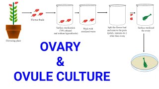 Ovary and Ovule or Megaspore culture  Production of female haploid plants  Gynogenesis [upl. by Lebazi897]