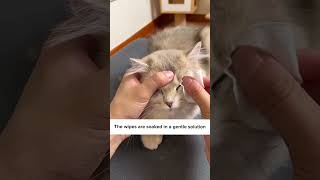 DON’T do this when cleaning your cat’s eyes⛔ [upl. by Freddi]