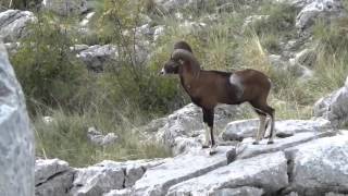 Mouflon hunting Croatia 2015 [upl. by Enyahs]