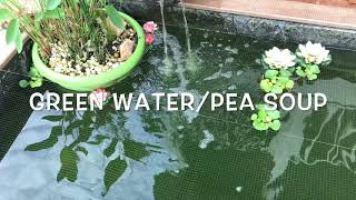 No more green pond water Tetra Pond UV Clarifier Review [upl. by Silden]