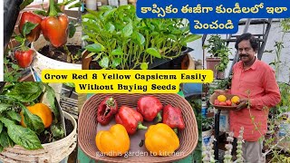 కాప్సికం ఈజీగా కుండీలలో ఇలా పెంచండి  grow your own red and yellow capsicum  Growing bell peppers [upl. by Anirac547]