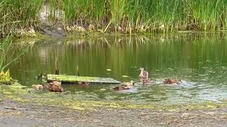 Ducking around at the Las Vegas Springs Preserve [upl. by Naxor577]