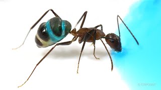 Ants Drinking Blue Liquid Candy Timelapse [upl. by Lunn]