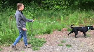 Loose Leash Dog Walking 7 Slow Stop BAT Skill for pulling [upl. by Engle]