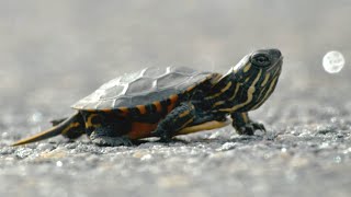 Tiny Turtle Crosses Terrifying Road  Big Little Journeys  BBC Earth [upl. by Ruenhcs269]