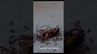 Natures Showdown Ants Dismantle Cockroach [upl. by Schargel]