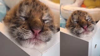 New born tiger Meow and screaming 🐯😳 [upl. by Ennaer]