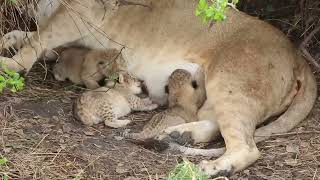 Tiny newborn lion cubs Serengeti  African Family Safaris [upl. by Ecirtaeb72]