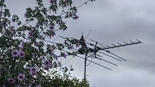 Spotted Dove Courting Each Otherbirdanimals australiafaunanaturewildlifecourtshipspotteddove [upl. by Akemahs]