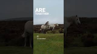 Life is beautiful carding mill valley unitedkingdom [upl. by Leidba]