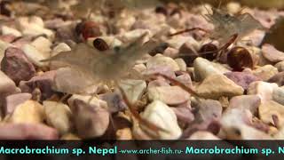 Macrobrachium sp Nepal [upl. by Onibag]