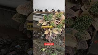 Beautiful Croton। IndoorPlant।greenaksha ytshort croton। [upl. by Aettam810]