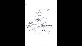 Cholinergic Transmission [upl. by Aylward435]